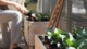 vegetables growing in a wooden self built raised bed on a balcony garden