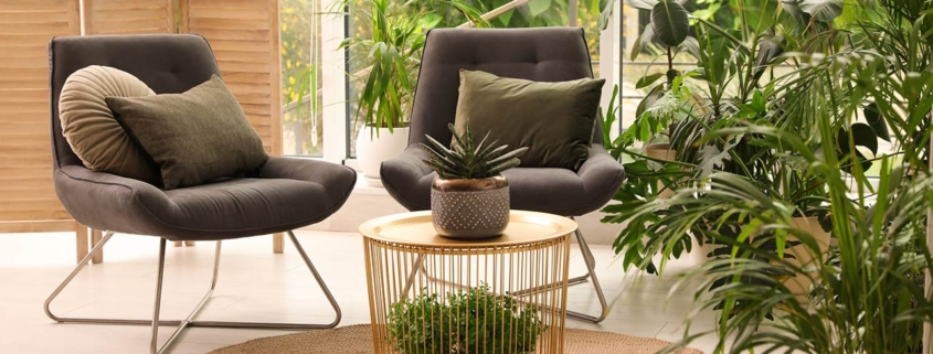 Lounge area interior with comfortable armchairs and houseplants